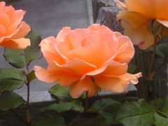 Marie T_028